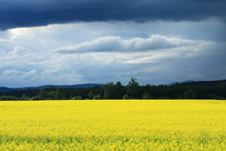 ��Ұ����