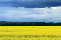 ��԰�Ͳ˻���