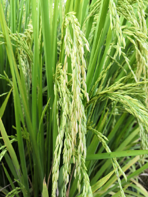 ѹ�������ĵ���