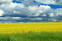 �Ͳ˻�������Ұ