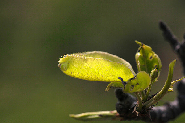 ����ɫ��Ҷ��