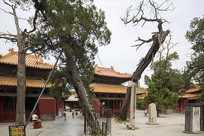 ���������Ž���-ʮ����ͤ