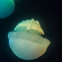 ���ص���״����