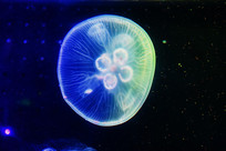 ���ظ���ͼƬ