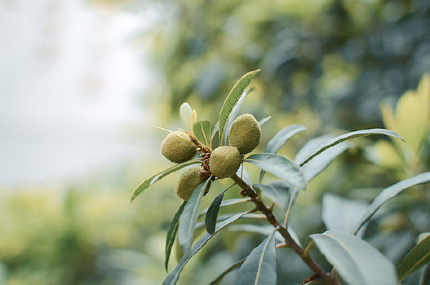 ��ɫ����÷