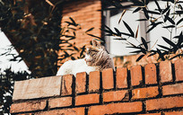 ������è