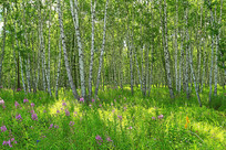 �ݵ�Ұ��������