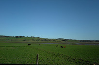 ������ţ