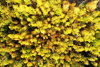 ���Ľ������� 