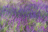 ��ɫ��Ѭ�²�