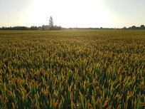 �峿��ɫ����