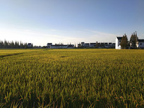 ���ﵾ������