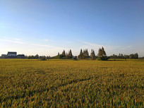 �����ɫ����