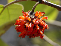 ��ɫ����ֽ