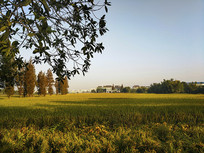 ������԰