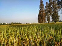 ��԰����