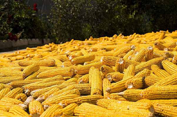 ������ɹ