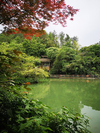 ����ɭ��