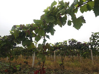 ������ֲ԰