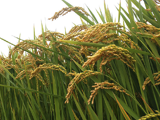 ����鵾��