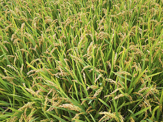 �߿��ĵ���