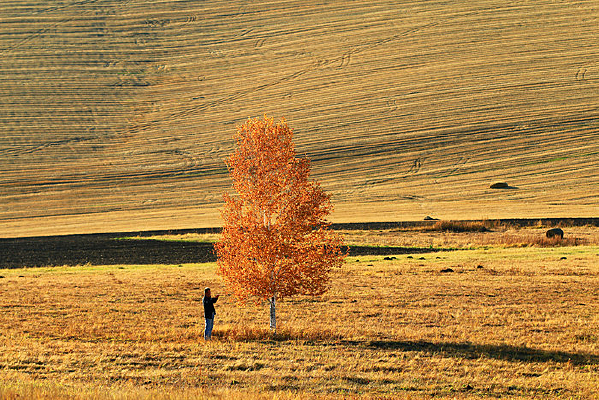 ������ɫ����Ұ