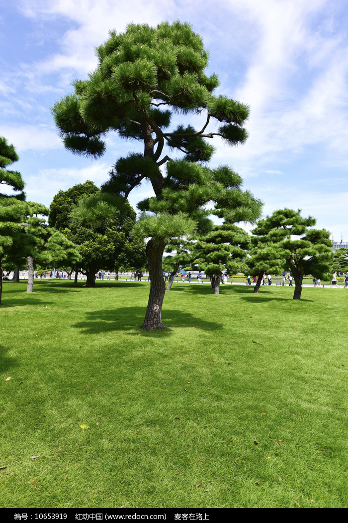 日本松树国宝级图片