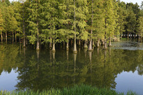 ��Ұ��԰ˮɼ��