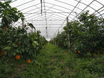 ������ֲ԰