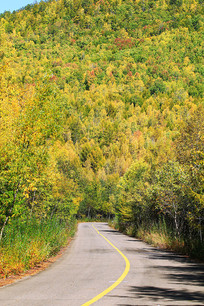 ���˰���ɭ��֮��ɽ·����