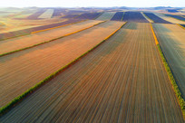 ����ƽԭũ���������ɫ