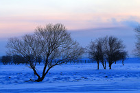 ������ɶ�����ľѩ������