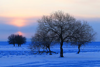 �������ѩԭ��ľ��������