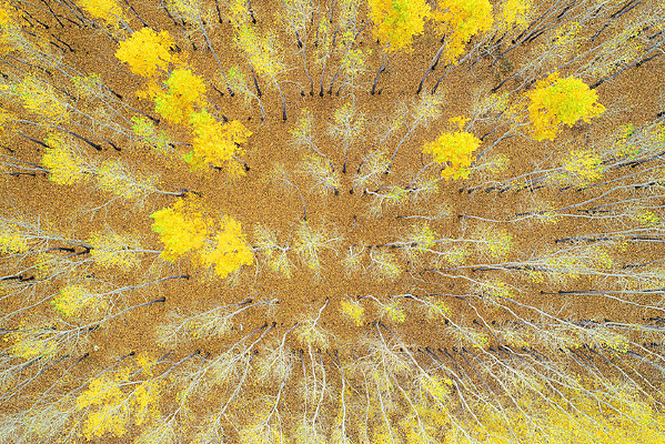 ���Ľ���ɭ�ֻ�Ҷ