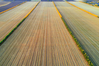 ����������Ұ 