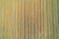ũɫ