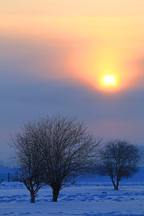 ѩԭ��ľ����