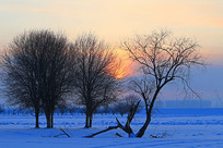 ѩ��ѩԭ����������