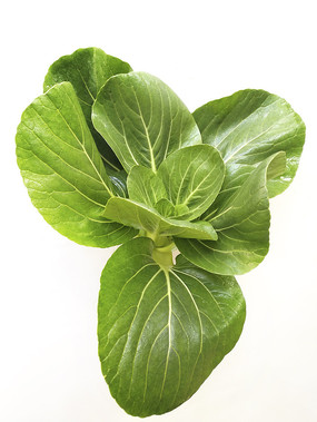 ��Ҷ�������