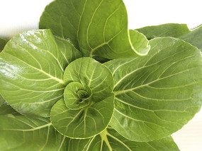 ������Ҷ��