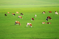 ���ױ�����ԭ��ţ