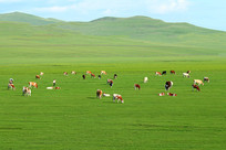 ���ױ�����ԭţȺ