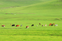 ���ױ�����ԭ����ţ