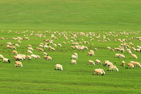 ���ױ�����ԭ��Ⱥ