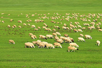 ���ױ�����ɫ��ԭ��Ⱥ