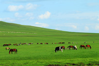 ��ɫ������Ⱥ