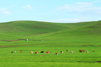 ��ɫ��������ţţȺ