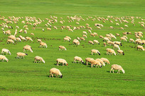 ������Ⱥ