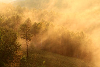 �������ֵ�ɭ�ַ羰