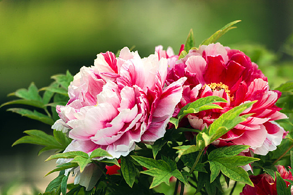 ����ĵ��